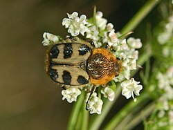 Скарабейды - Trichius gallicus.jpg