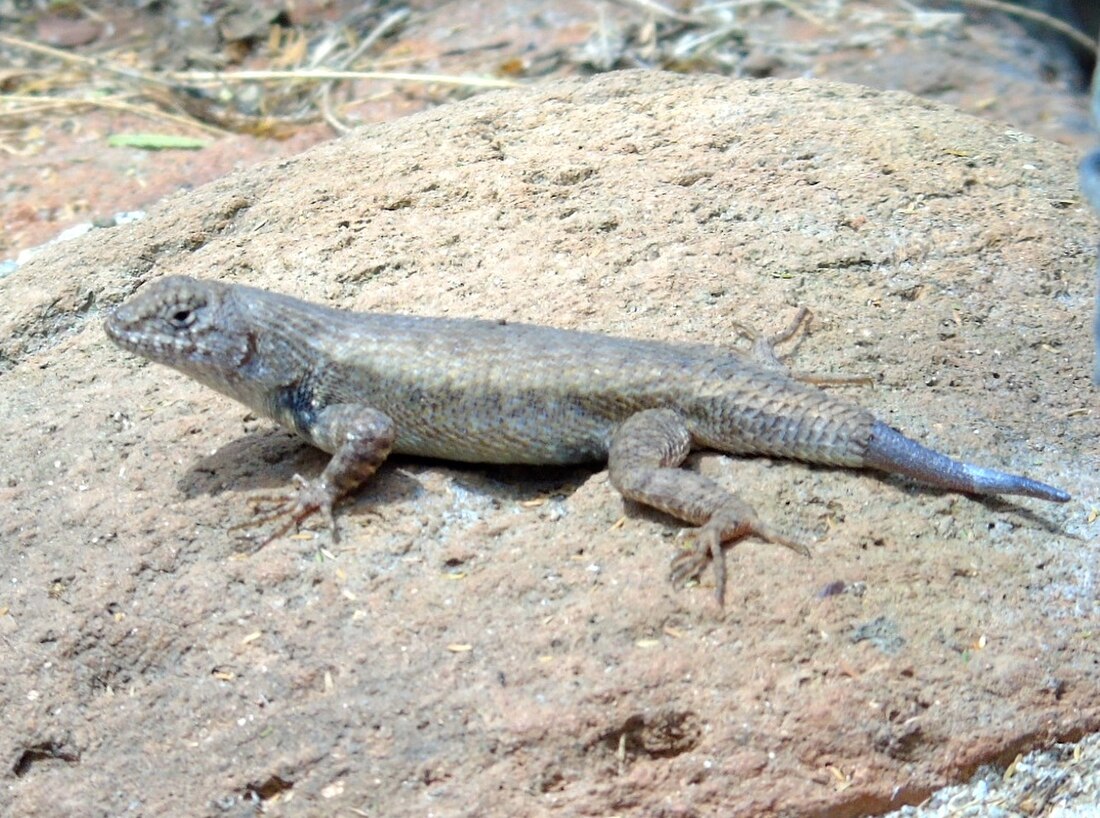 Sceloporus nelsoni