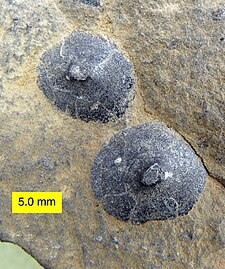 Fossils of the Cambrian mollusc Scenella Scenella.jpg