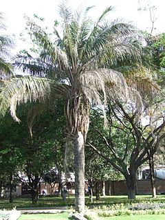 <i>Attalea princeps</i> Species of palm