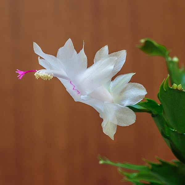 File:Schlumbergera (actm) 14.jpg