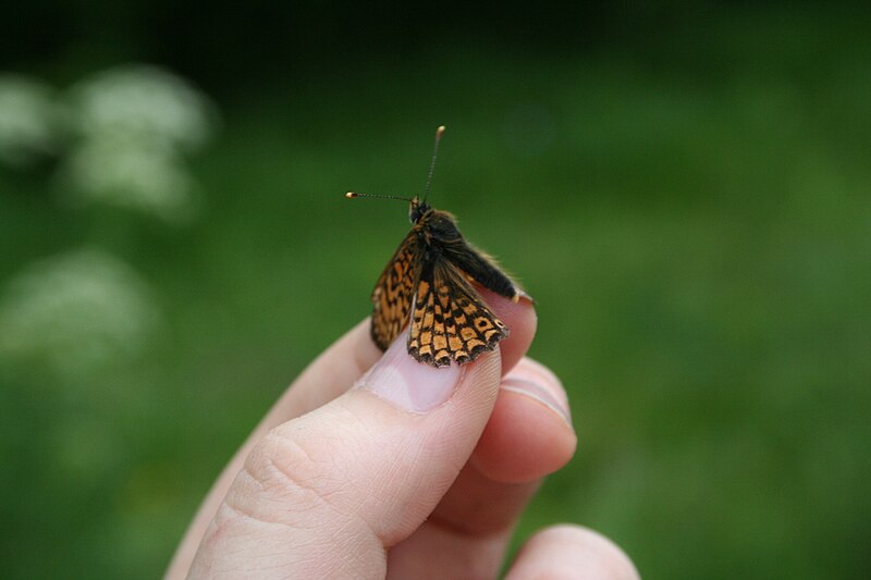 File:Schmetterling (Alice Chodura) 2.JPG