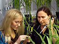 Scientists treat plants with the maize peptide ZmPep1 - USDA-ARS.jpg