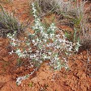 Sclerolaena bicornis.jpg