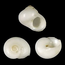 Kerang Homalopoma mactanense.jpg