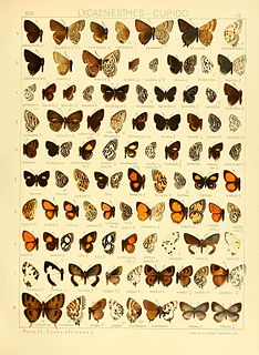 <i>Uranothauma poggei</i> Species of butterfly