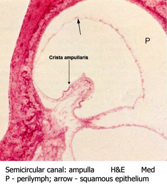 File:Semicircular canal - ampulla.png