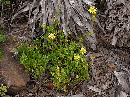 Senecio glabratus