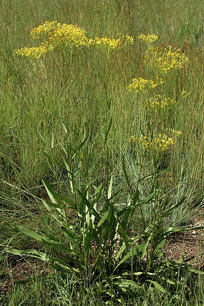 File:Senecio inornatus 20D 8456.jpg