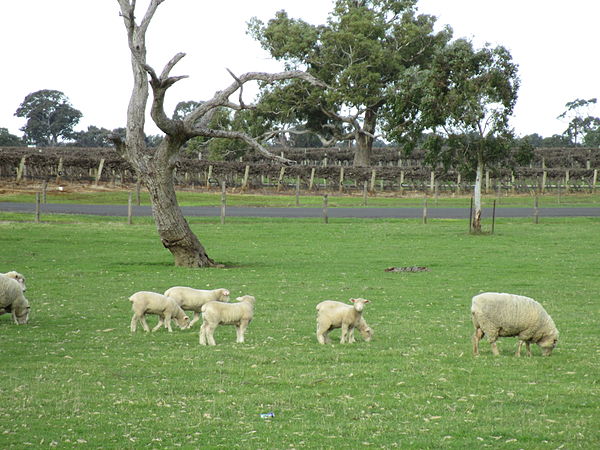 Image: Sheep and vines