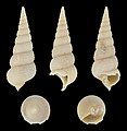 * Nomination Shell of a fossil tower snail, Sigmesalia intermedia --Llez 05:13, 29 June 2021 (UTC) * Promotion Good quality.--Famberhorst 05:20, 29 June 2021 (UTC)