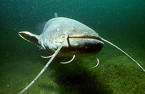 Peixe-gato (Silurus glanis)