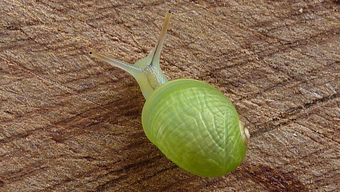 Simpulopsis