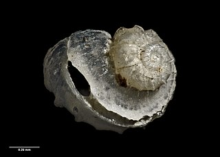 <i>Sinezona iota</i> species of mollusc