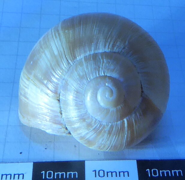 File:Sinistral Helix pomatia Linnaeus 1758 8.jpg