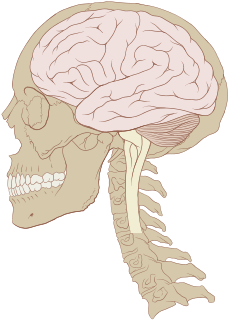 Human brain main organ of the human nervous system