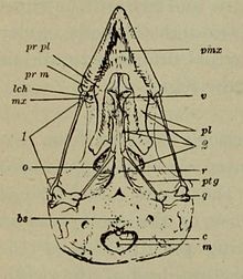 Disegno con didascalia che mostra la vista dall'alto del cranio di un uccello.