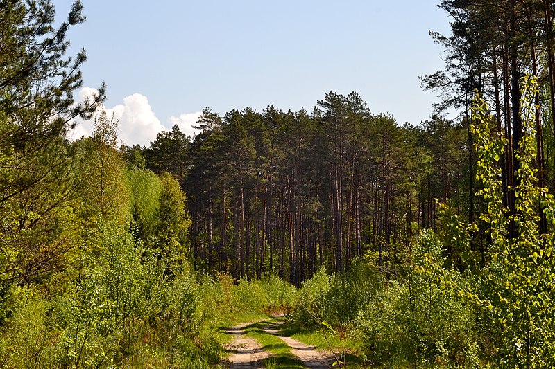 File:Skulyn Kovelskyi Volynska-Voloha sudibrova nature monument-general view-1.jpg