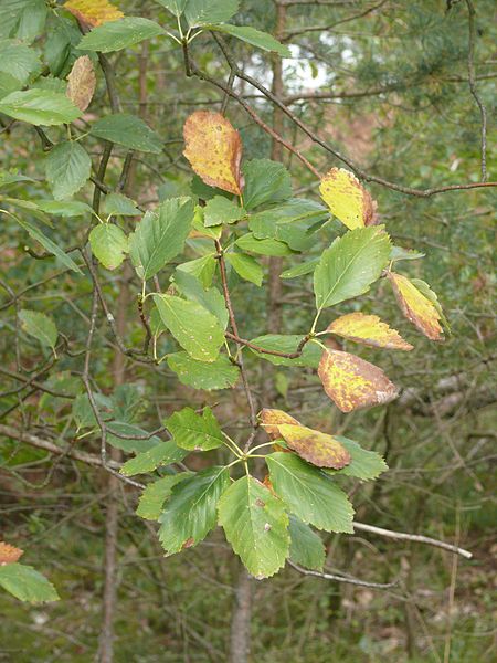 File:Sorbus haesitans 150912c.jpg