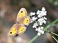 Spanish gatekeeper (Pyronia bathseba), 2017-06-10.