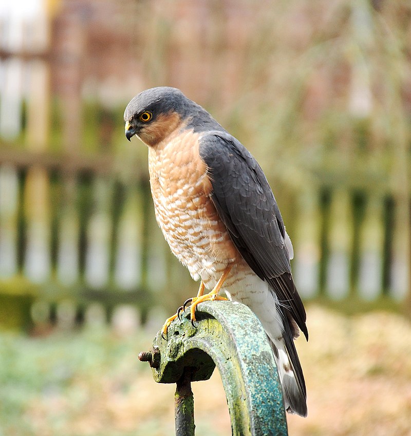 Eurasian sparrowhawk - Wikipedia