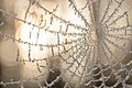 * Nomination Spider web in winter, covered in ice --Tesla 21:57, 7 October 2020 (UTC) * Decline I am not sure if there are plenty of focused parts? --Augustgeyler 23:14, 15 October 2020 (UTC)  Oppose Too little of the web is in focus. --Tagooty 03:24, 23 October 2020 (UTC)