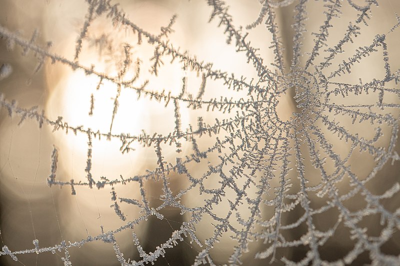 File:Spider web in ice.jpg