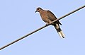 Spilopelia senegalensis - Laughing Dove 01.jpg