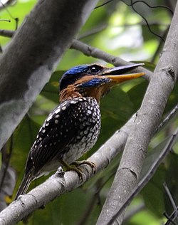 Spotted kingfisher (Actenoides lindsayi) (7184494790) (cropped).jpg