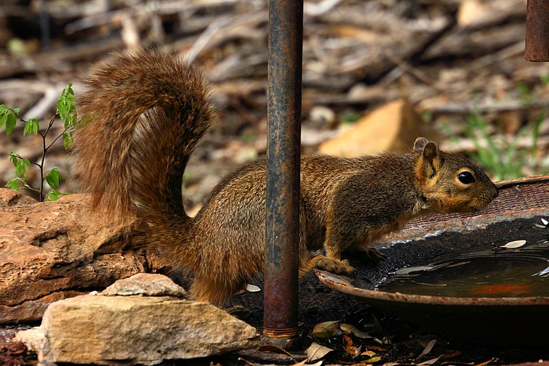 File:Squirrel Abilene State Park Texas 2023.jpg