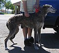 American Staghound