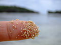 Žvaigždžių smėlis iš Hošidzunos paplūdimio: aptrintas kalcio karbonatas iš gretimų rifų.[4]
