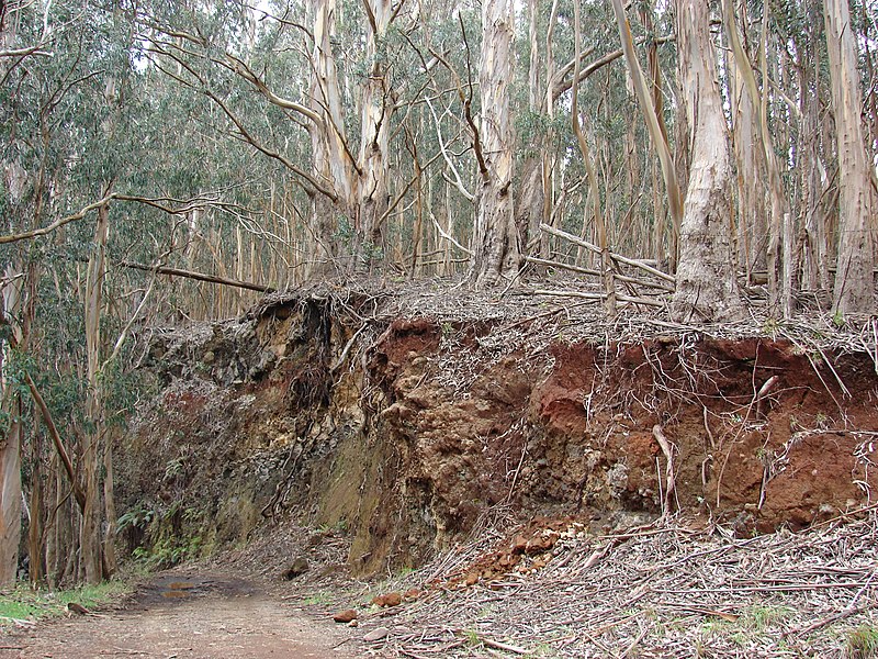 File:Starr-090317-5053-Eucalyptus globulus-large trees and roadcut into gulch-Kahakapao Reservoir Haleakala Ranch-Maui (24922257136).jpg