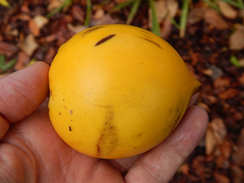 File:Starr-140925-2019-Pouteria caimito-fruit-Pali o Waipio Huelo-Maui (24878991719).jpg