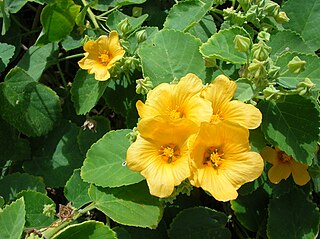 <i>Sida</i> (plant) Genus of flowering plants