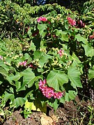 Dombeya × cayeuxii