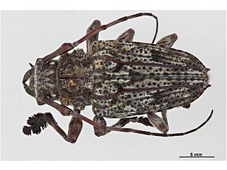 <i>Steirastoma</i> Genus of beetles