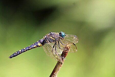 Stellate River Hawk (Onychothemis testacea) female. (38358333964).jpg