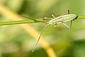 Stenodema laevigata nymph