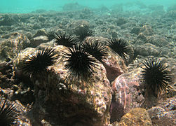 Stomopneustes variolaris plage Jacques Tessier.jpg