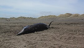 Stranded Gray's beaked whale.jpg