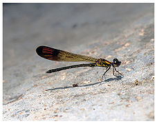 Heliocypha bisignata ♂