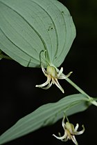 Streptopus amplexifolius