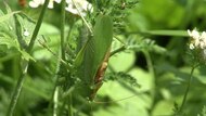 Datei: Stridulating Green Bush-Crickets.ogv