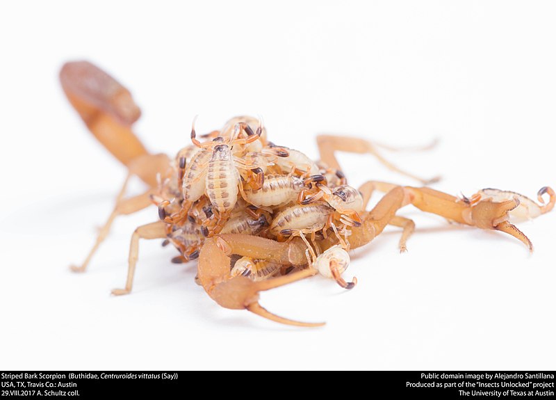 File:Striped Bark Scorpion (Buthidae, Centruroides vittatus (Say)) (36072002894).jpg