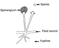 Structure of fungus.jpg