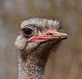 * Nomination Portrait of a male Common Ostrich, Struthio camelus --Llez 04:44, 14 April 2018 (UTC) * Promotion Good quality. -- Johann Jaritz 04:50, 14 April 2018 (UTC)