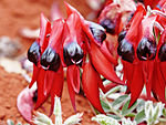 Sturt's Desert Pea Sturts desert pea.jpg