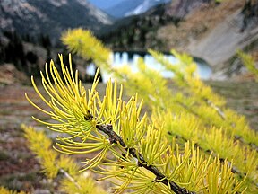 Wenatchee National Forest