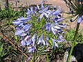 ein Agapanthus in Südafrika (November 2008)